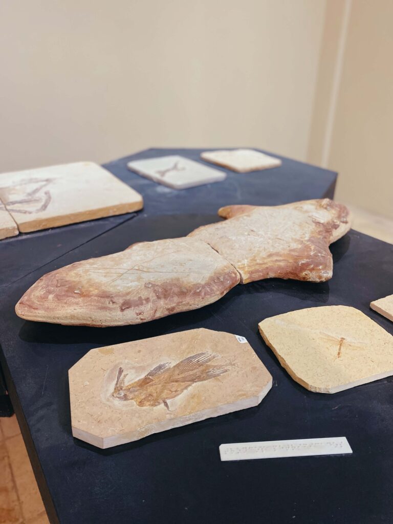 Museu de Paleontologia Plácido Cidade Nuvens